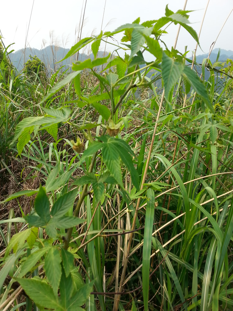 野生甜茶